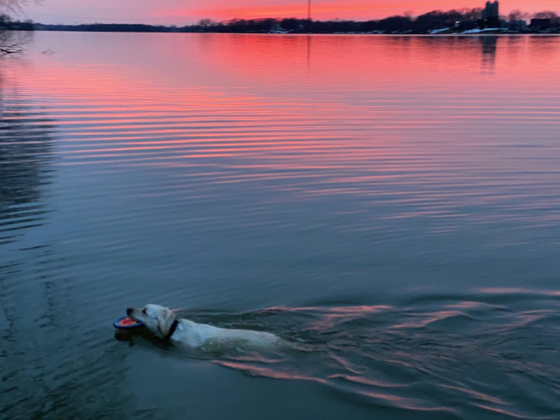 Lake pup.jpg