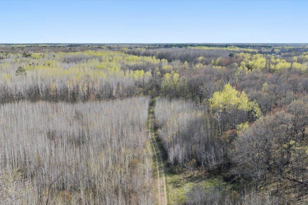 3.5 Acres of Aspen Trees