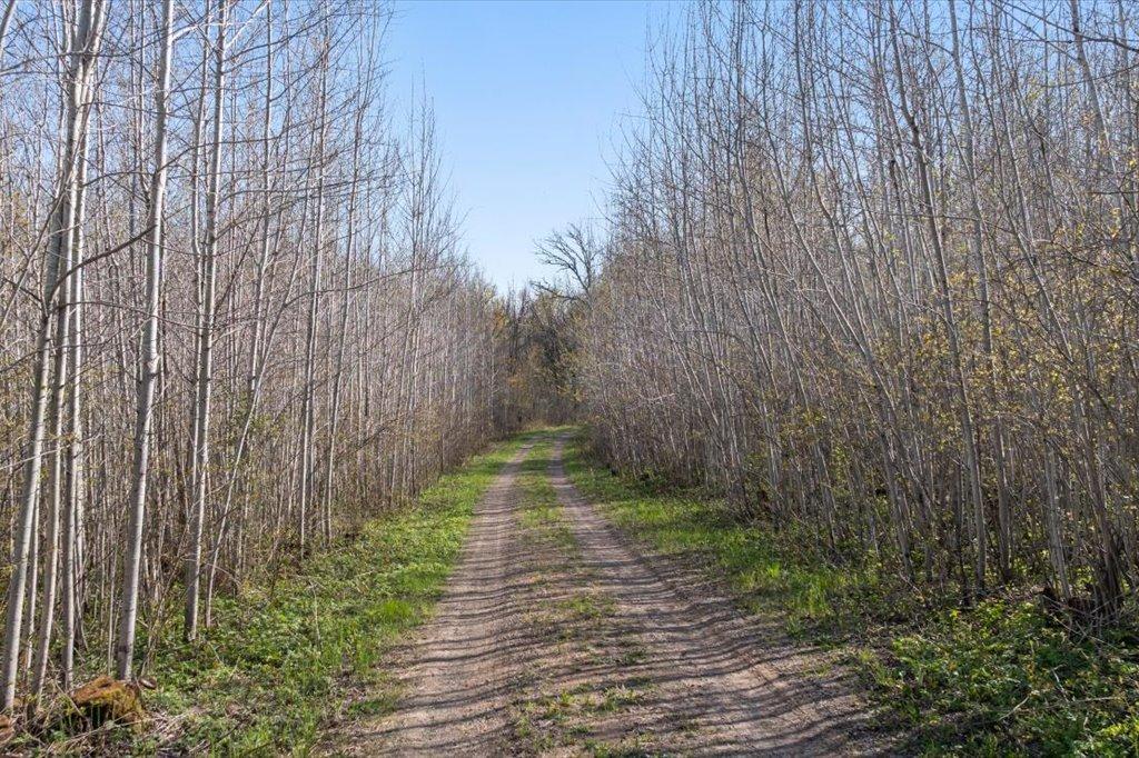 3.5 Acres of Aspen Trees