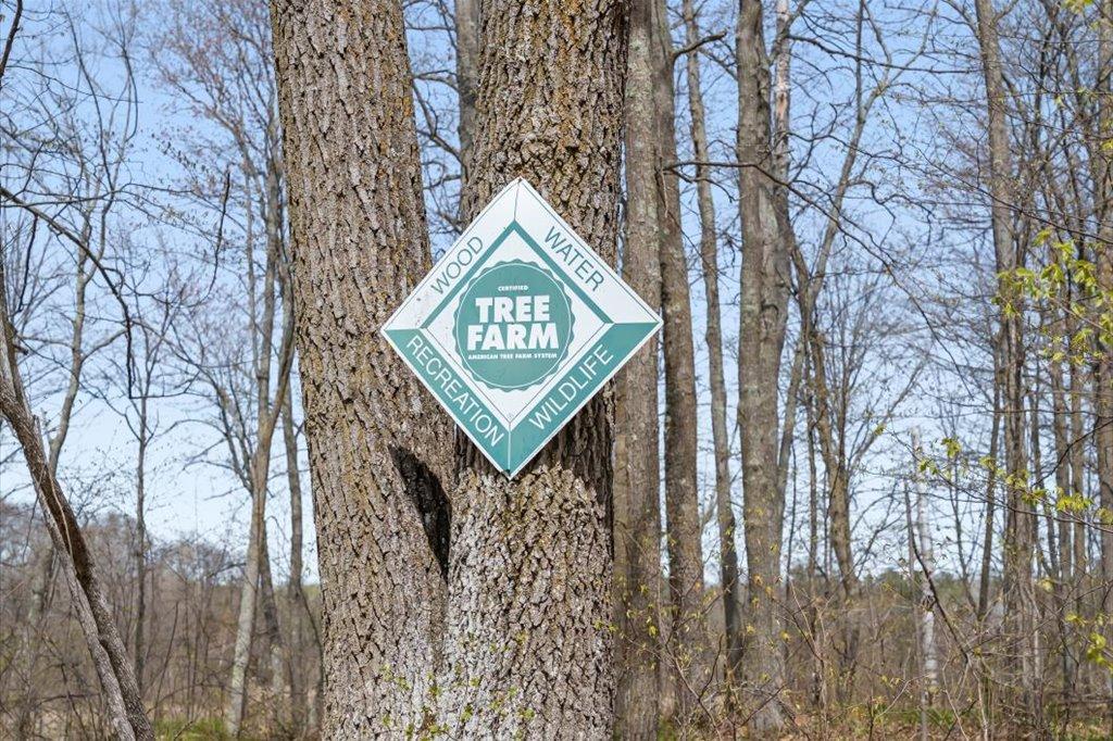 Tree Farm