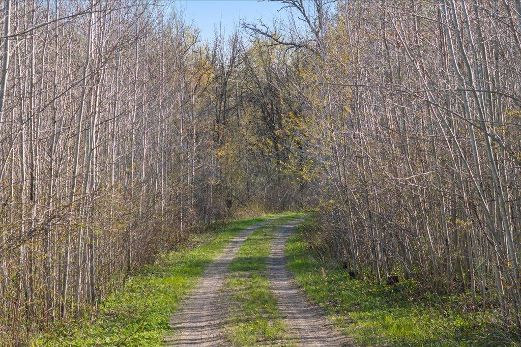 3.5 Acres of Aspen Trees