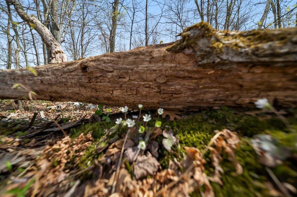 Spring is Here!