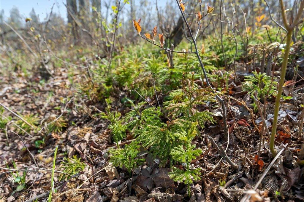 Wildlife Habitat