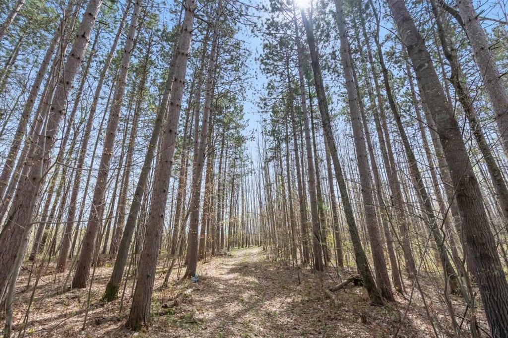 Towering Trees