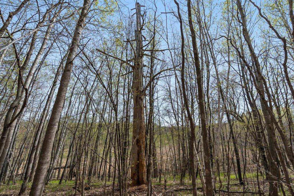 Wildlife Habitat