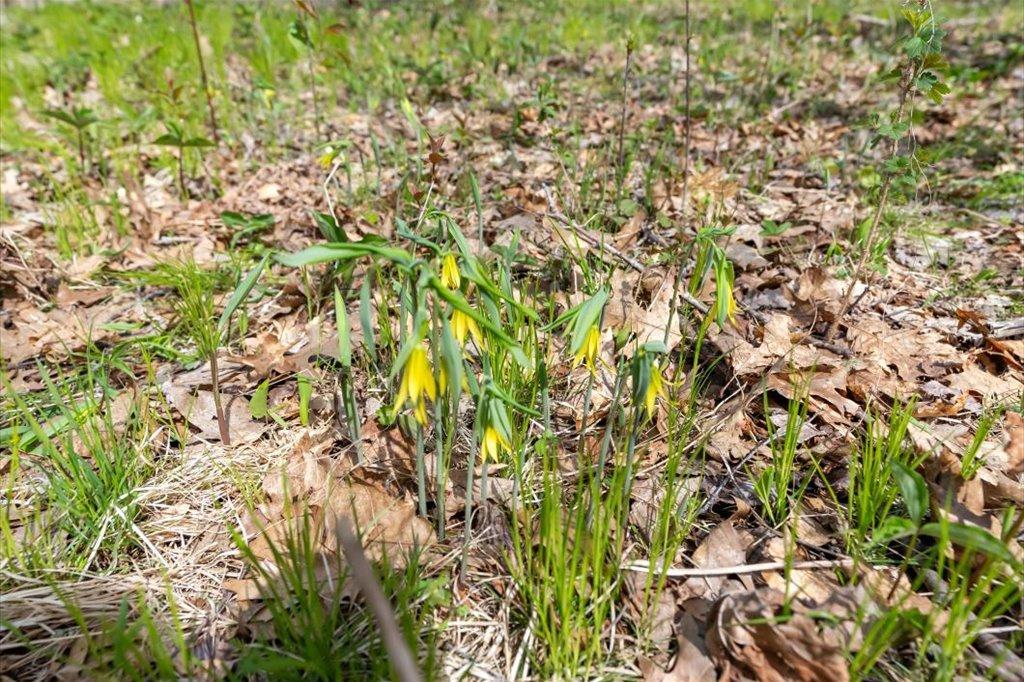 Spring is Here!
