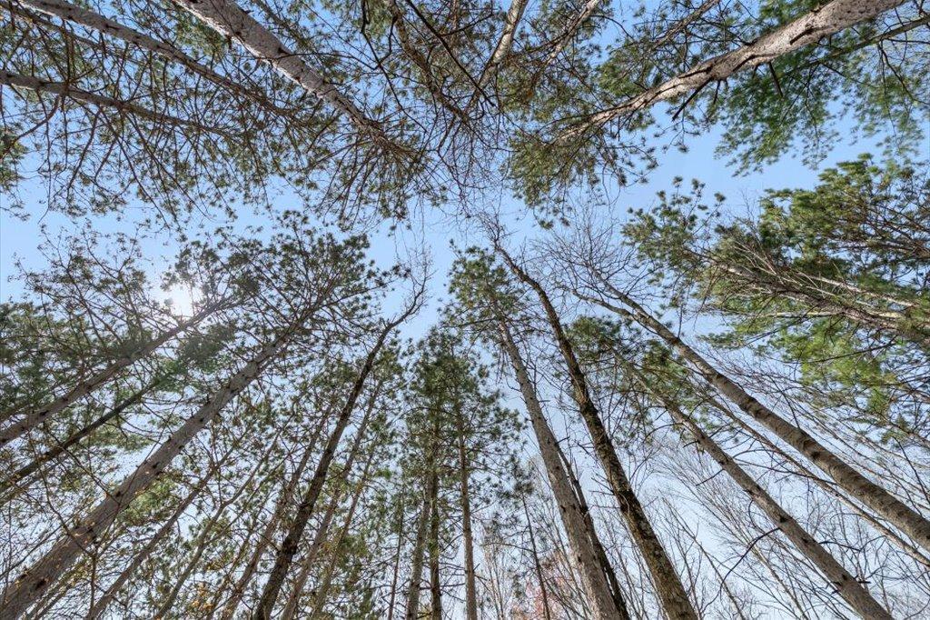 Towering Trees