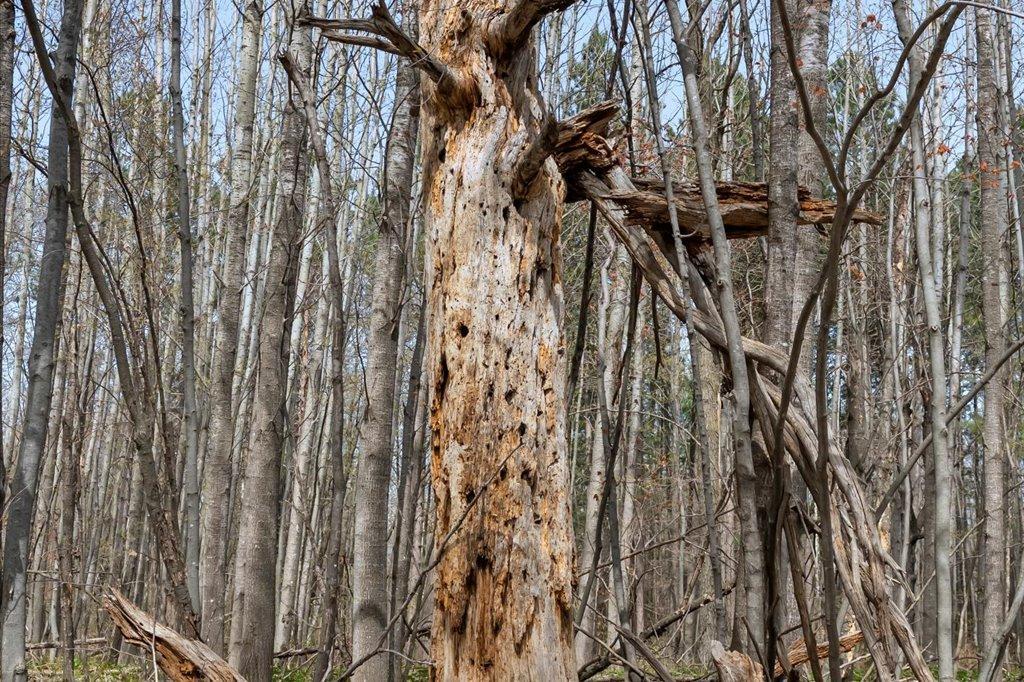 Wildlife Habitat