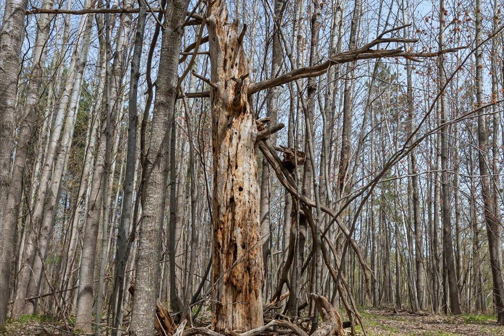 Wildlife Habitat