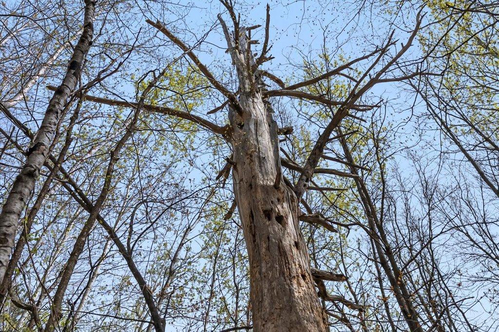 Wildlife Habitat