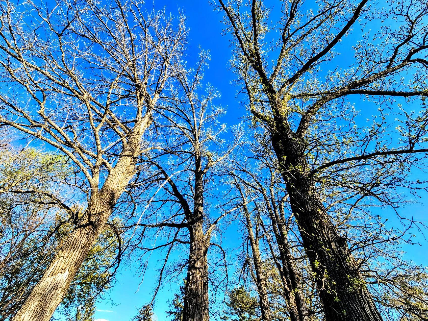 One last look at the budding oak trees..jpg