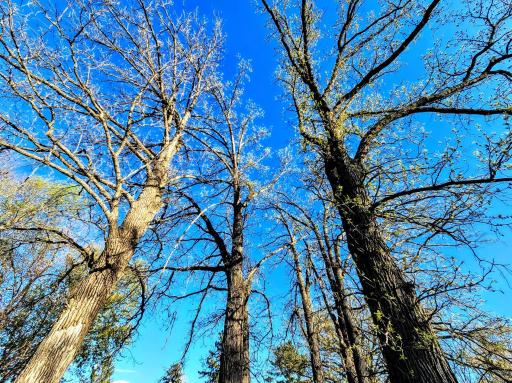 One last look at the budding oak trees..jpg