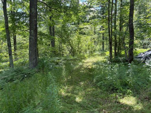 View of natural surroundings on the property.