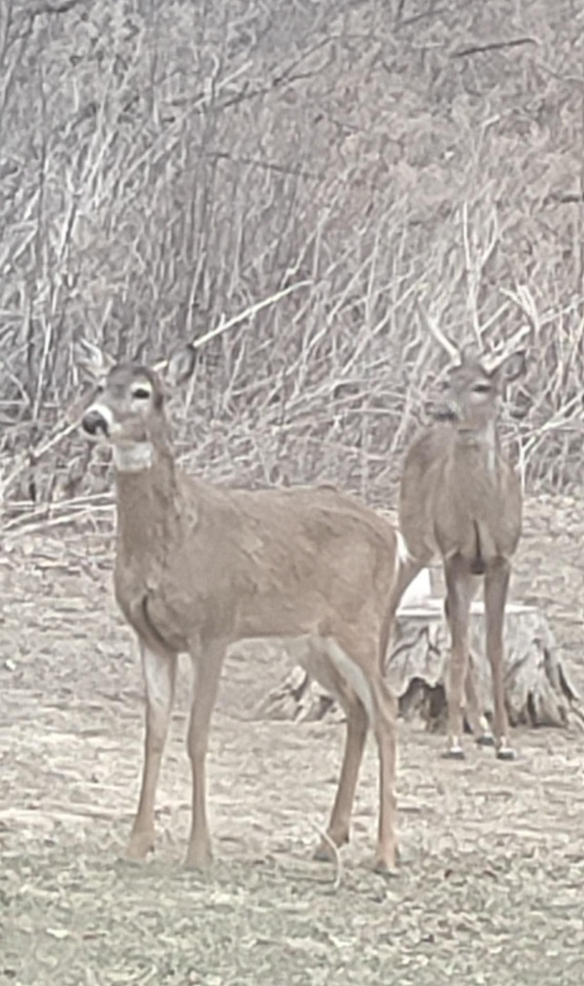 Nature Is Your Neighbor on This Peaceful Wooded Homesite