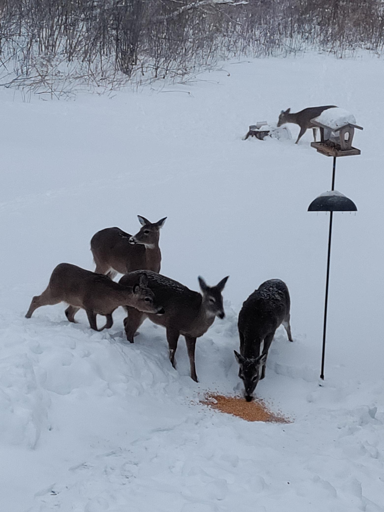 Wildlife Is Part of Everyday Life at 1396 Military Road