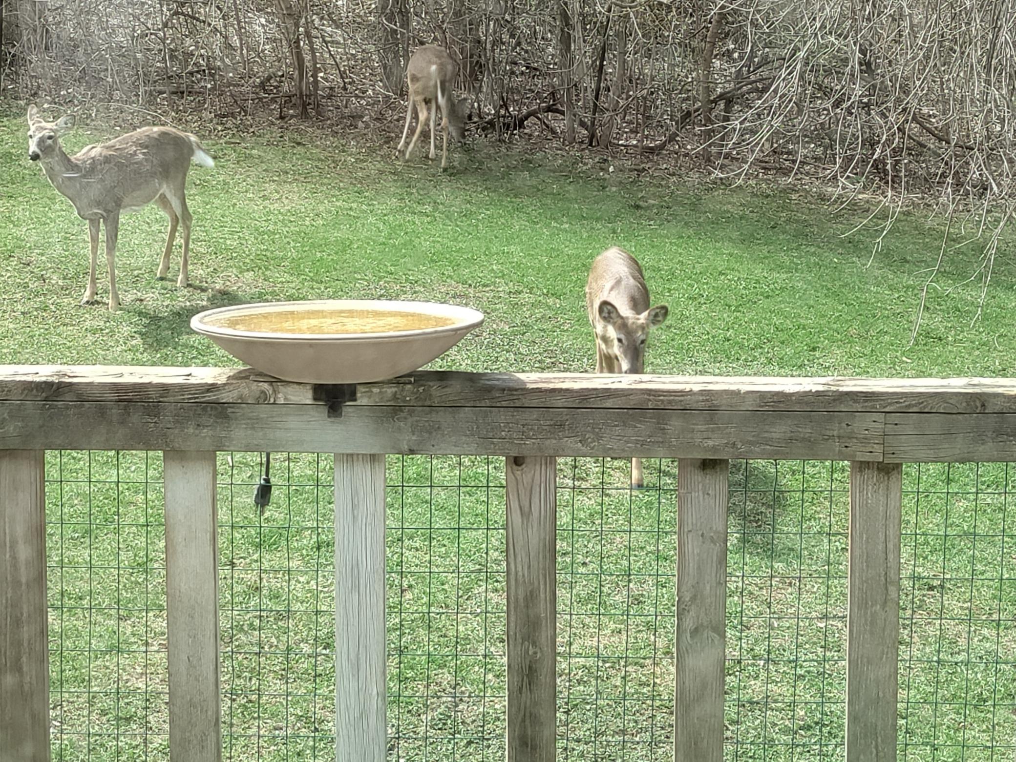 Deer Wander Freely Across This Beautiful Wooded Retreat Wildlife Is Part of Everyday Life at 1396 Military Road