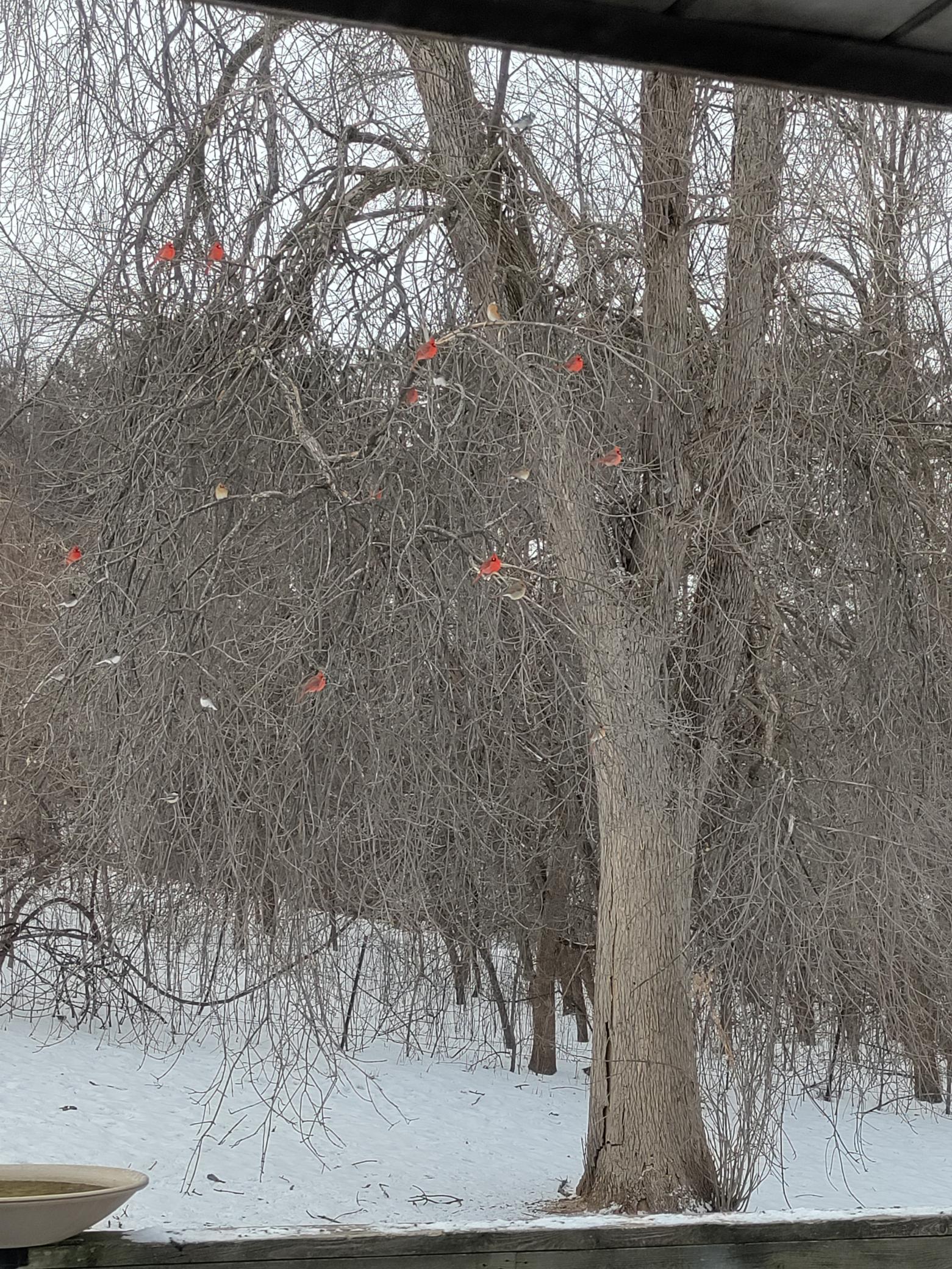 Wake Up to Cardinals, Songbirds & the Sounds of Nature Every Day
