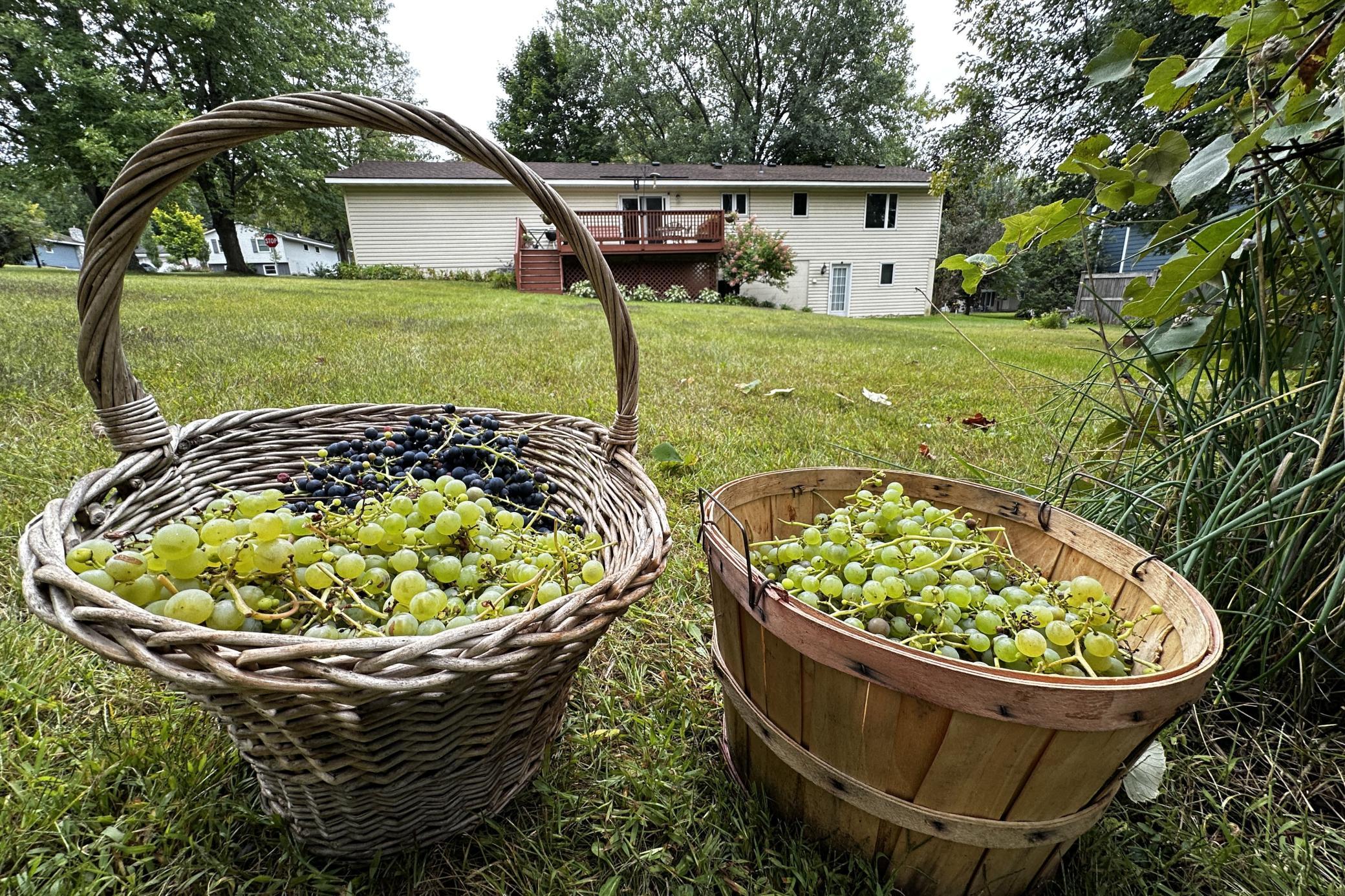 How wonderful to pick your own grapes!