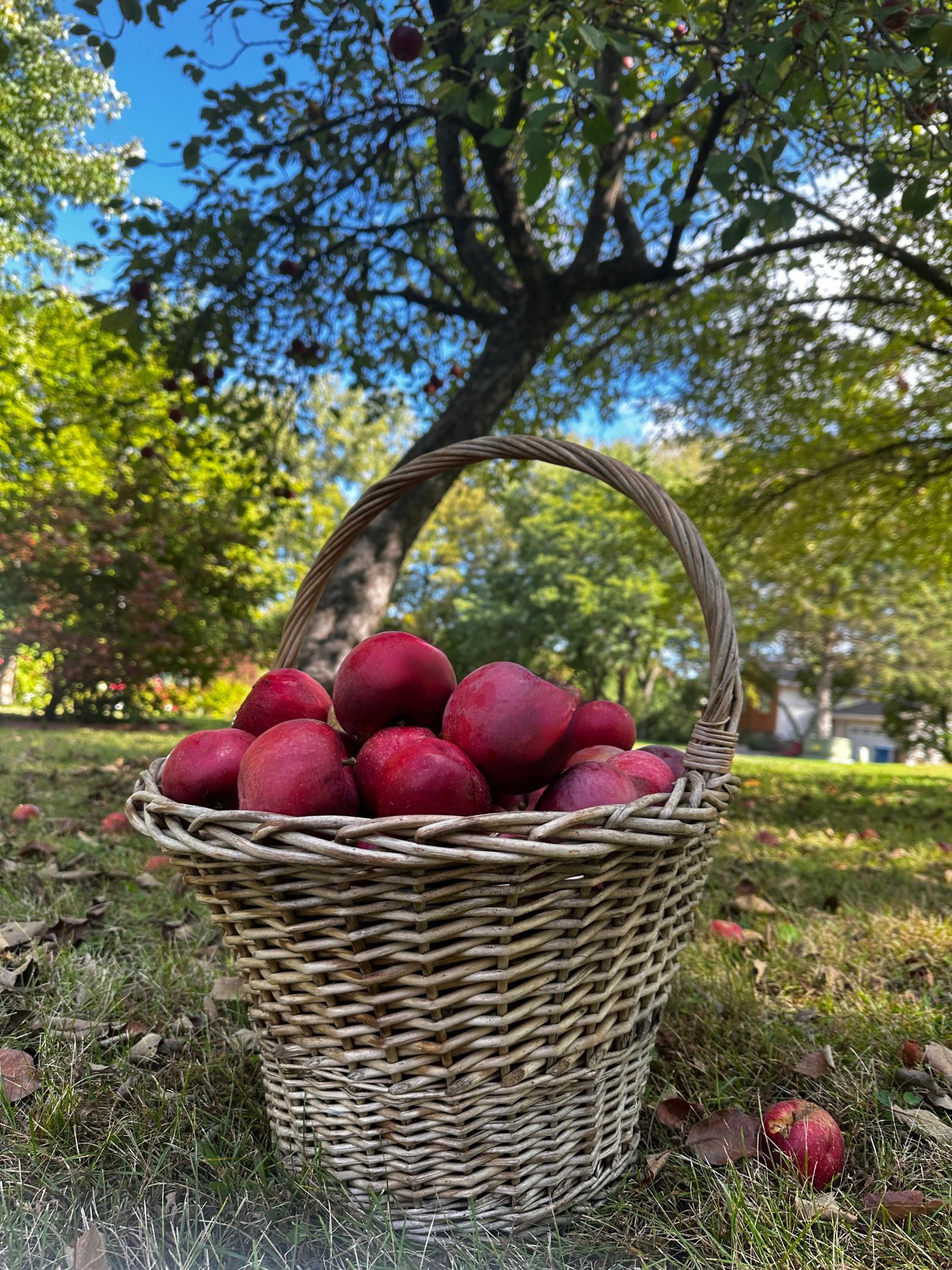 Who needs to go to the store when you can get fresh apples from your backyard