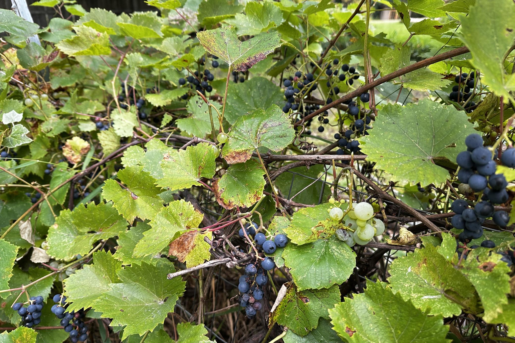 Grapes, apples and pears too!