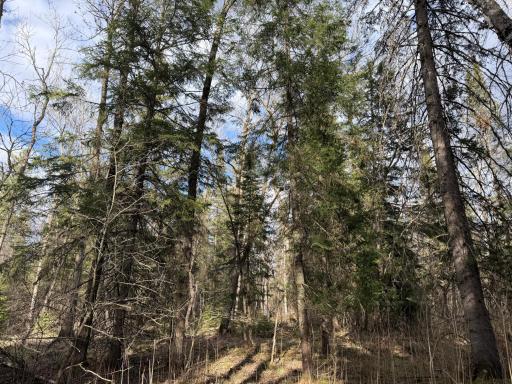 TBD State Highway 87, Menahga, MN 56464