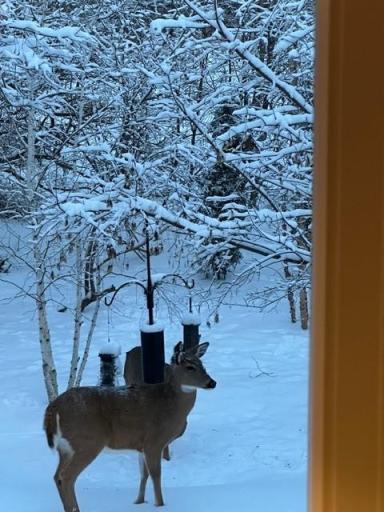 All year long you can experience deer and wildlife meander through the back yard.