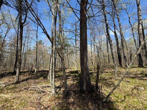 N10439 Tranus Lake Road, Springbrook, WI 54875