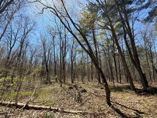 N10439 Tranus Lake Road, Springbrook, WI 54875