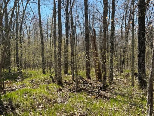 N10439 Tranus Lake Road, Springbrook, WI 54875