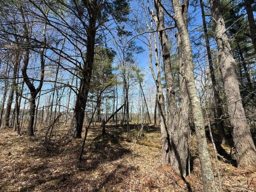 N10439 Tranus Lake Road, Springbrook, WI 54875