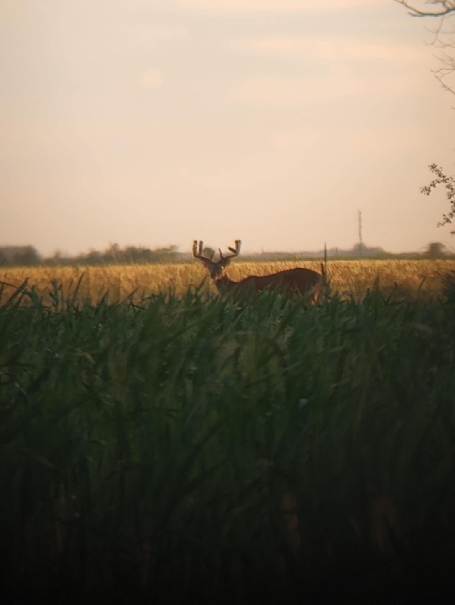 Deer.jpg