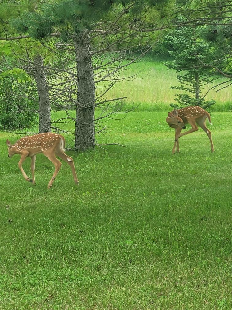 Wildlife Visitors