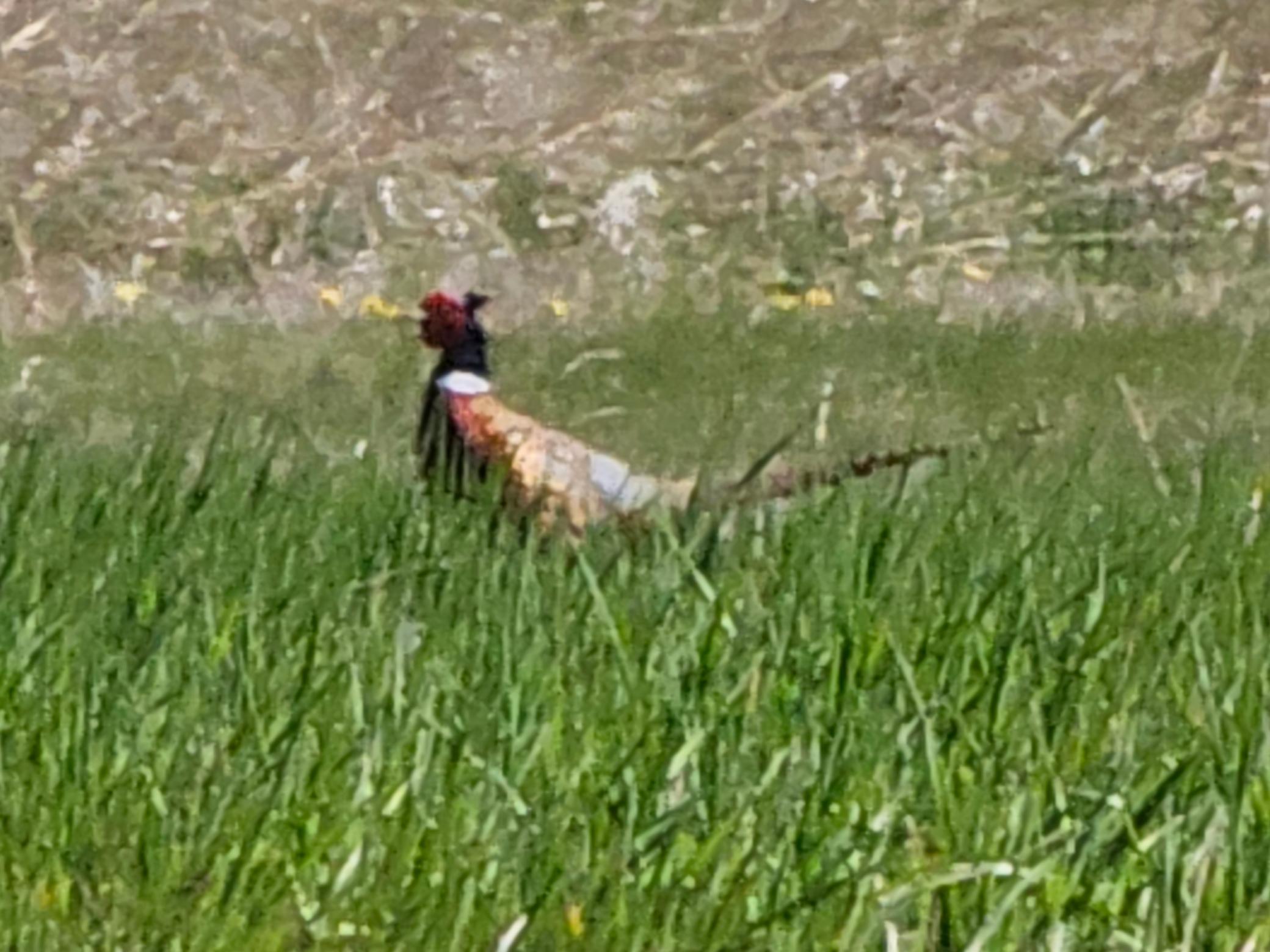 Abundant Wildlife