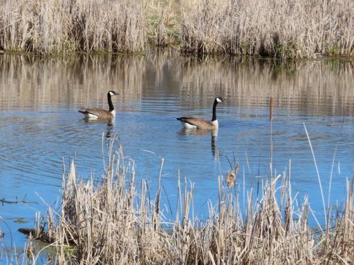 14091 180th geese on river.jpg