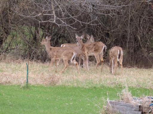 14091 180th deer.jpg