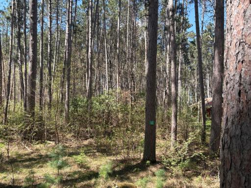31XXX Nordenstua Lane, Pequot Lakes, MN 56472