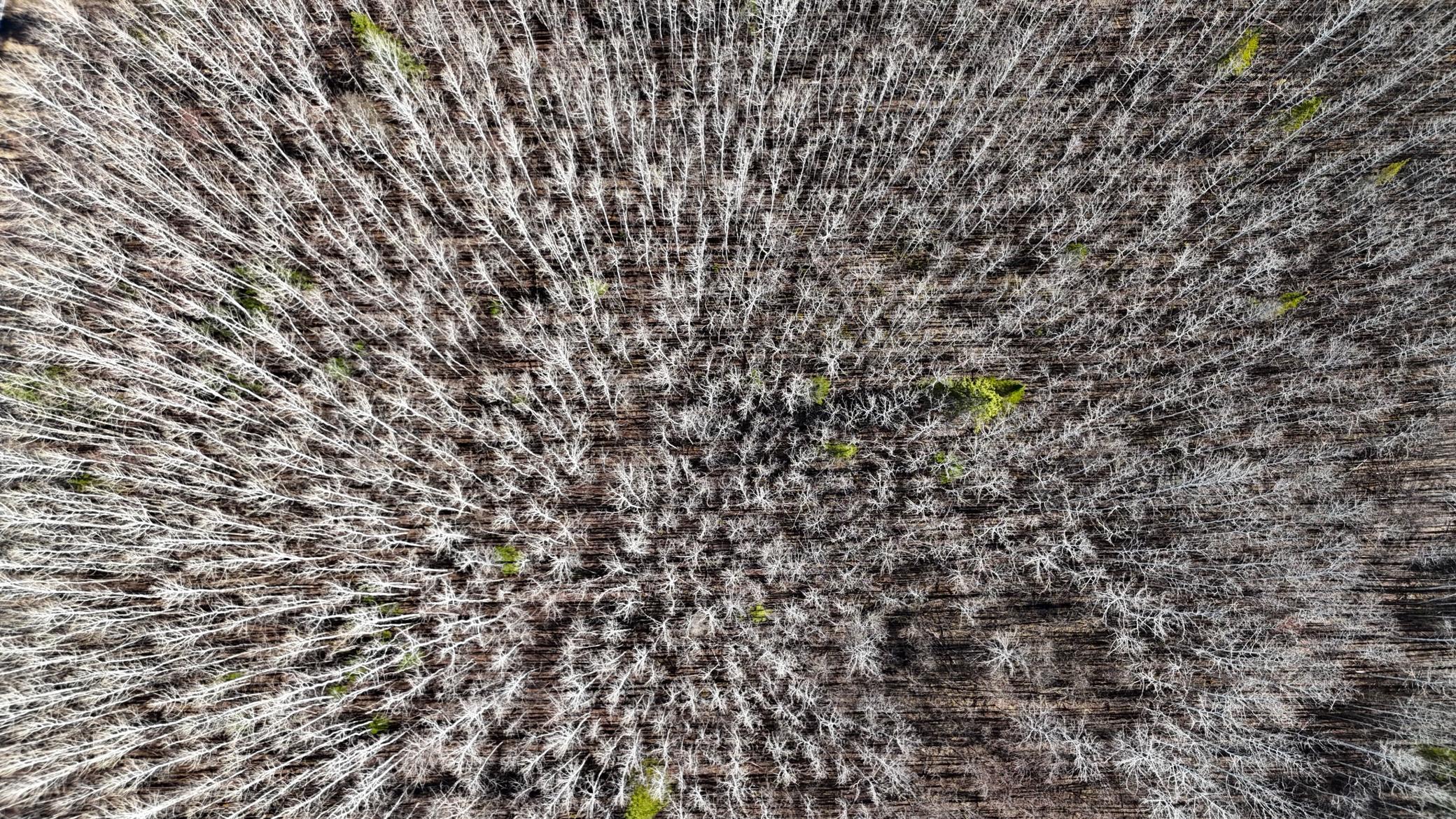 DJI_20260513171353_0427_D.JPG
