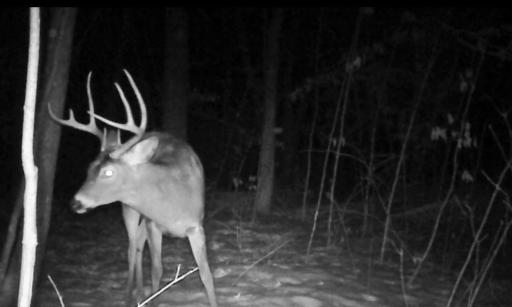 TBD Bear Road, Cushing, MN 56443