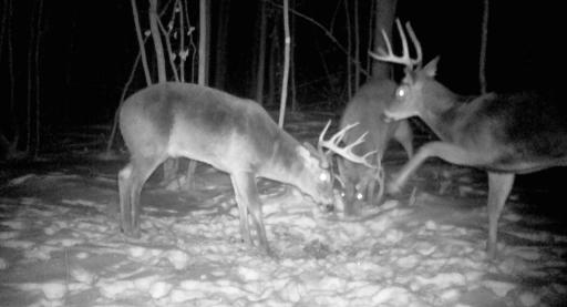 TBD Bear Road, Cushing, MN 56443