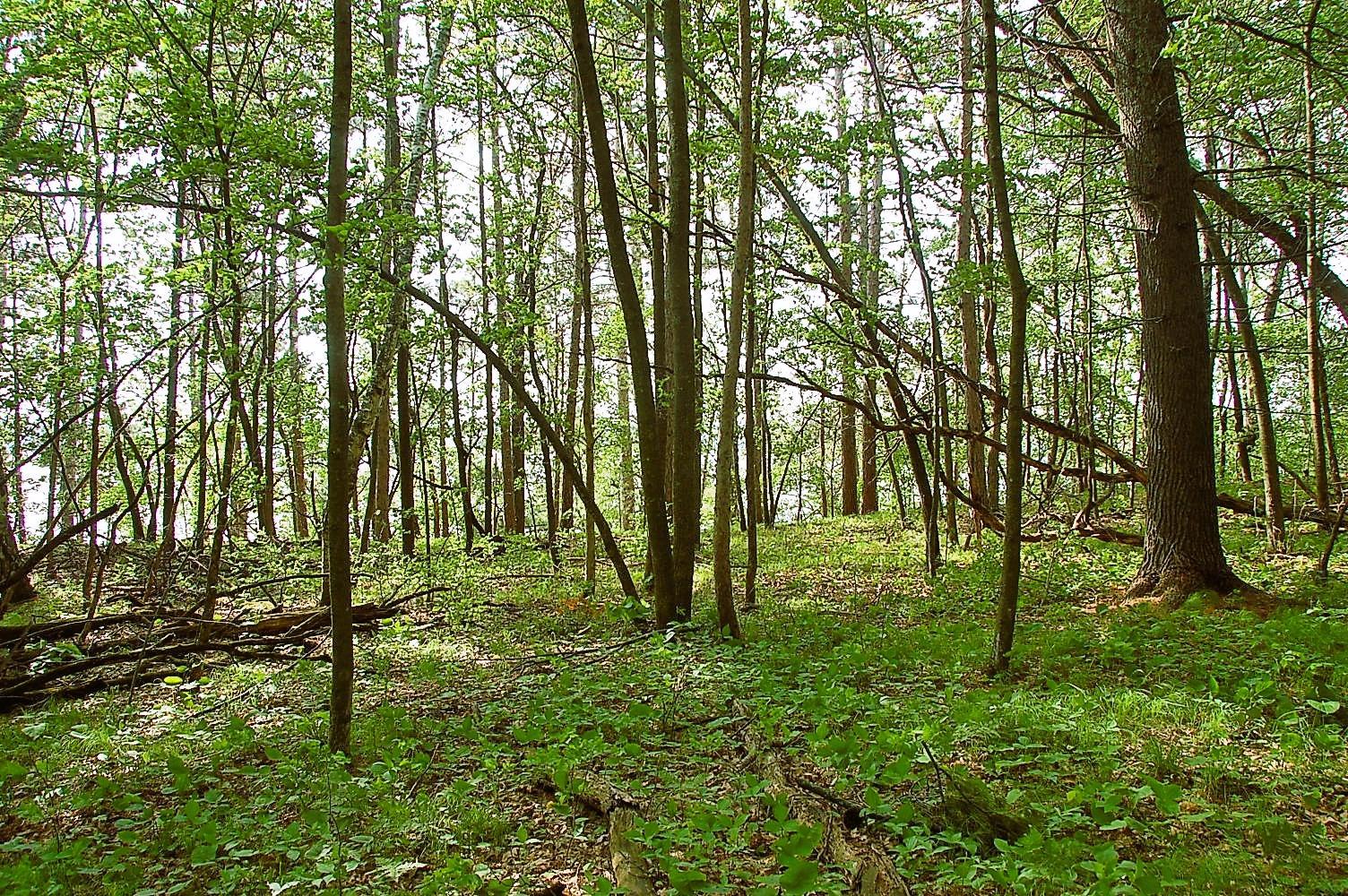 Heavily wood building lot