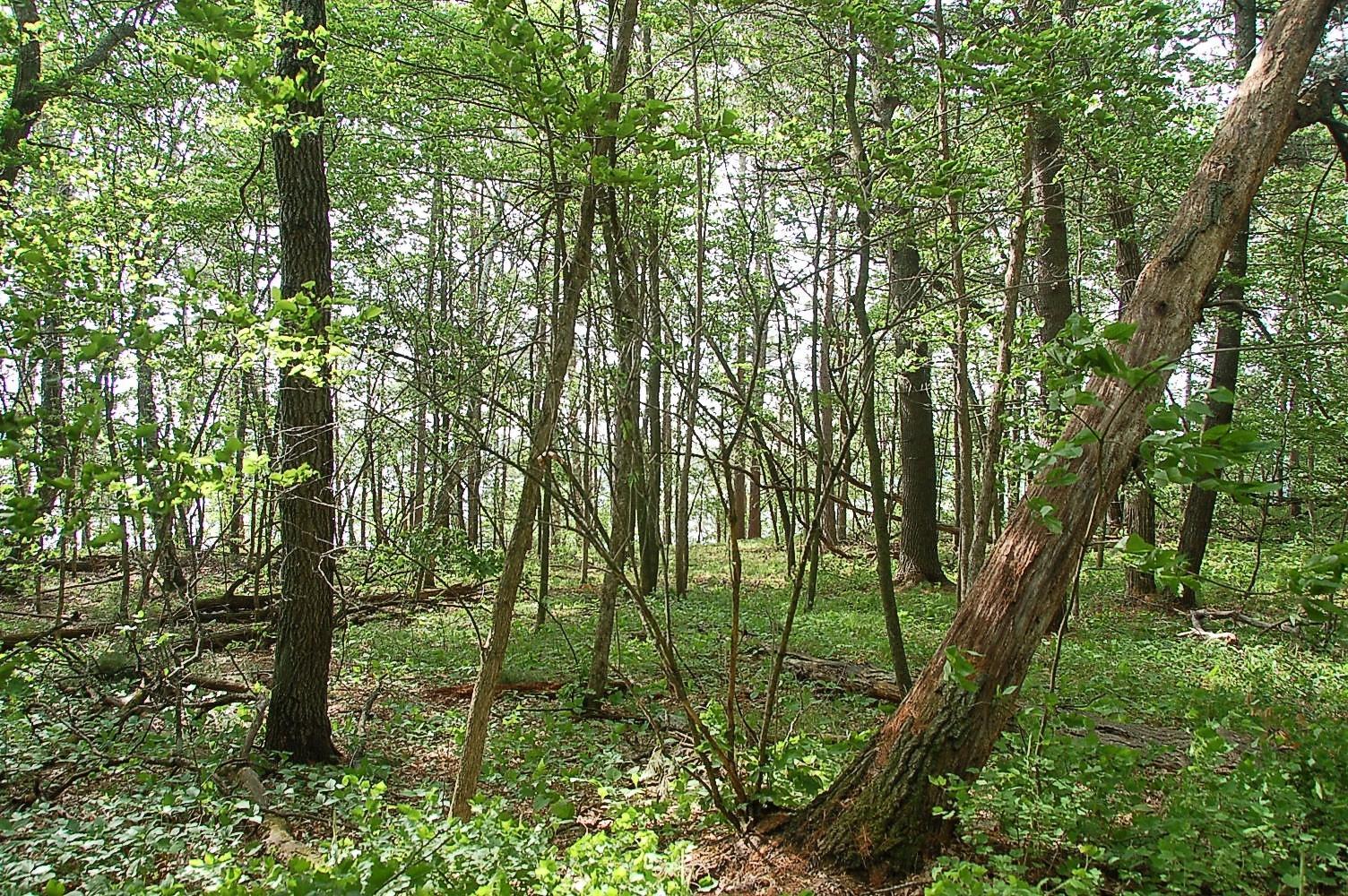 Approximately .80 acres on east side of Rognaldson Rd