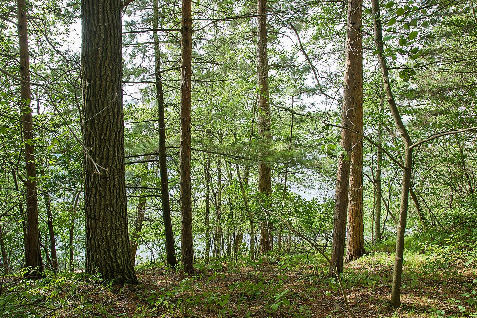 Build your dream lake cabin