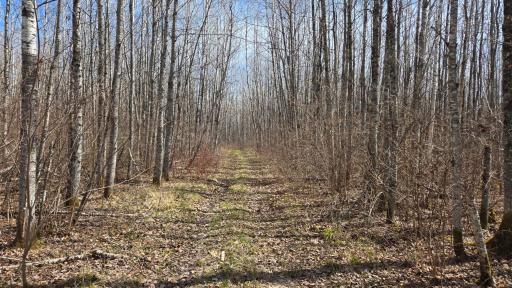 TBD 43 Lummi Road, Orr, MN 55771