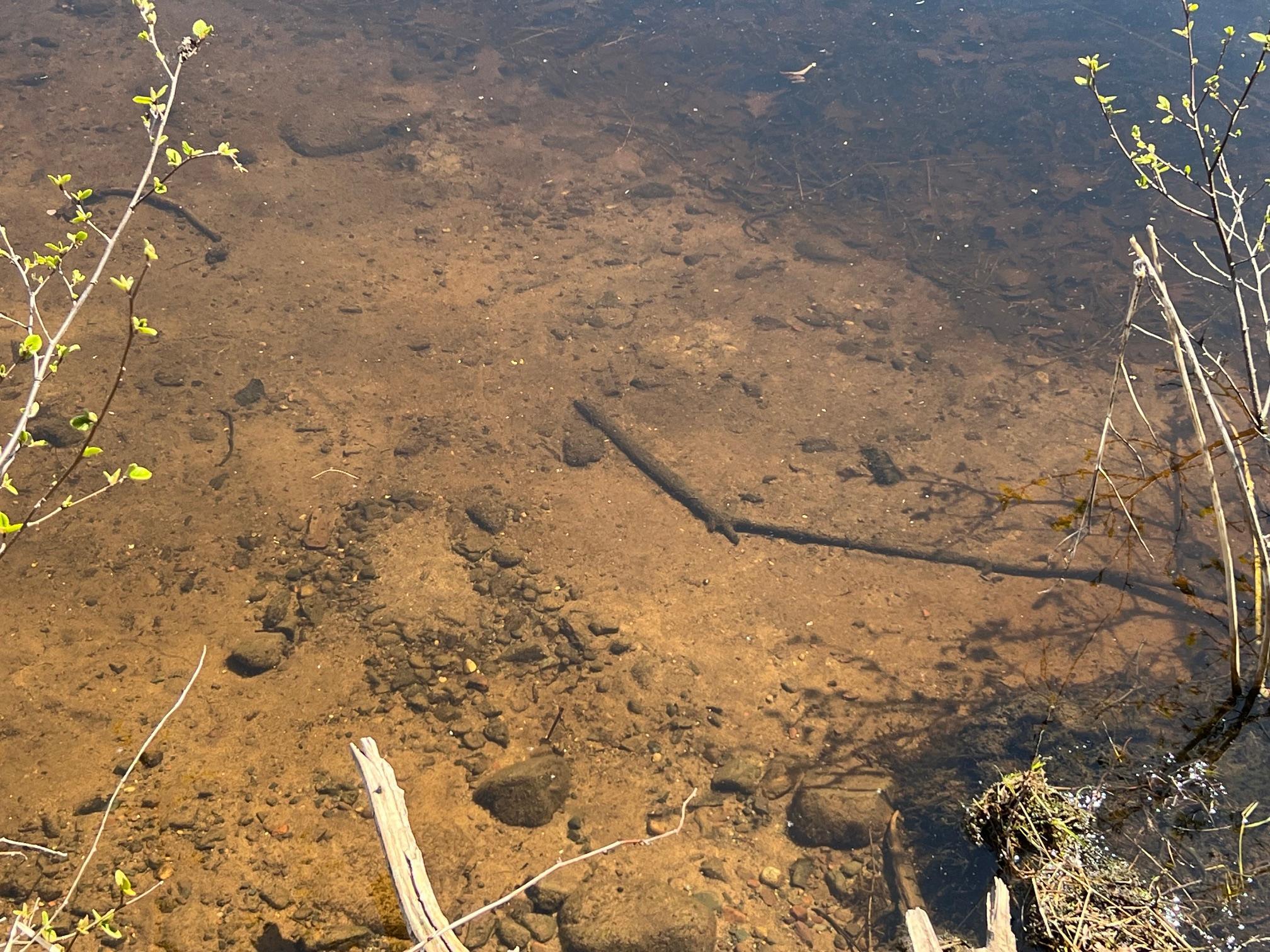 Sand bottom lake shore