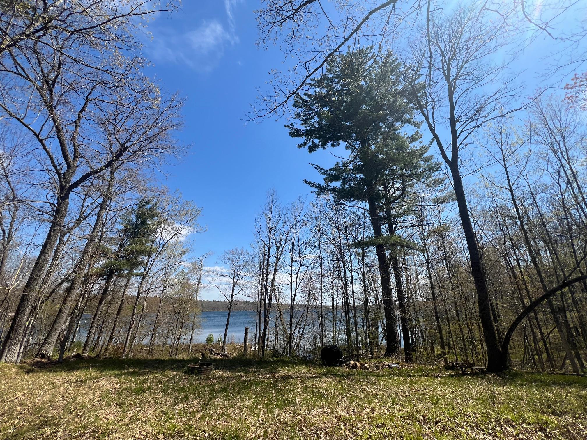 Big white pines and oaks