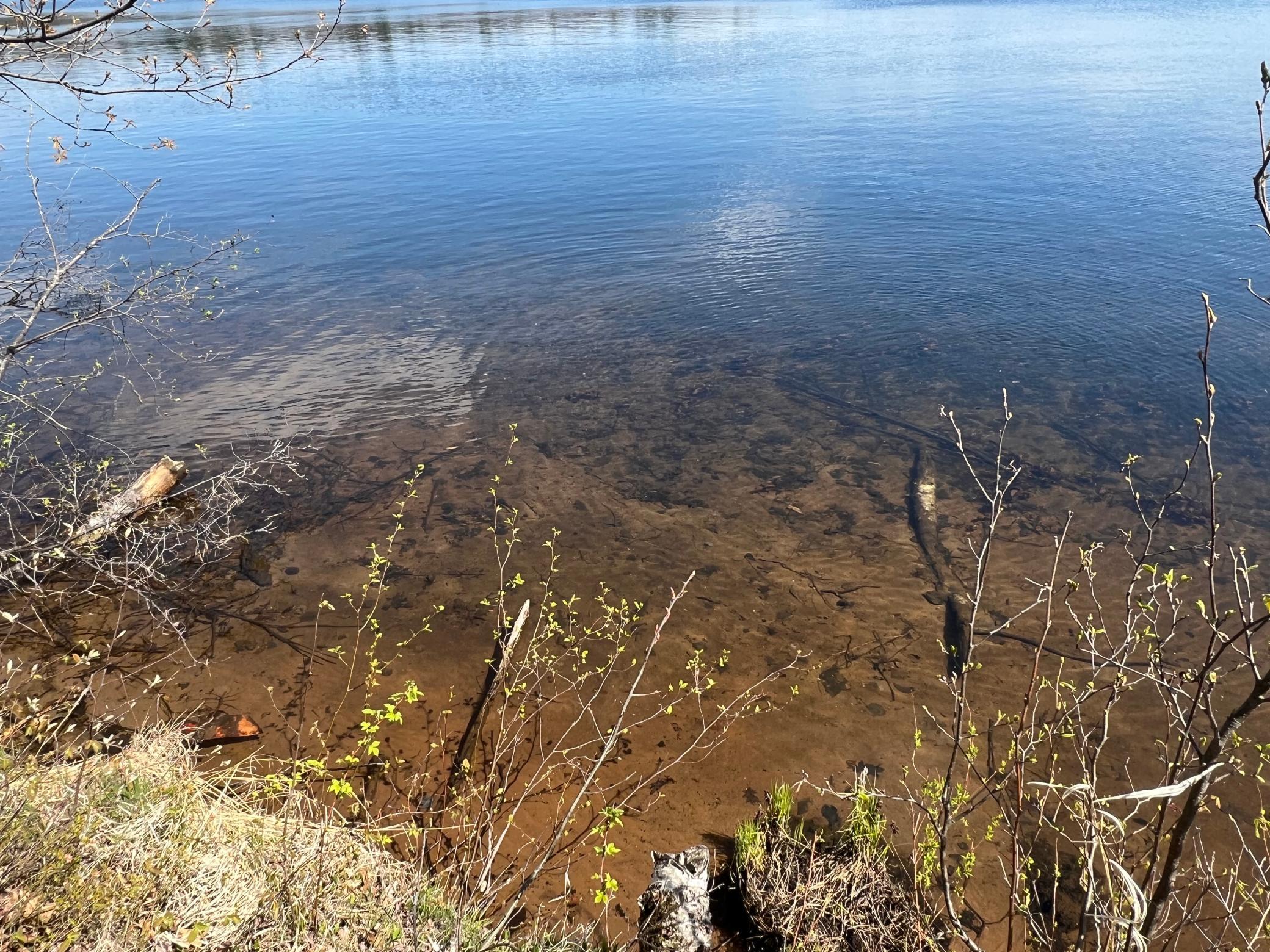 Sandy bottom lakeshore