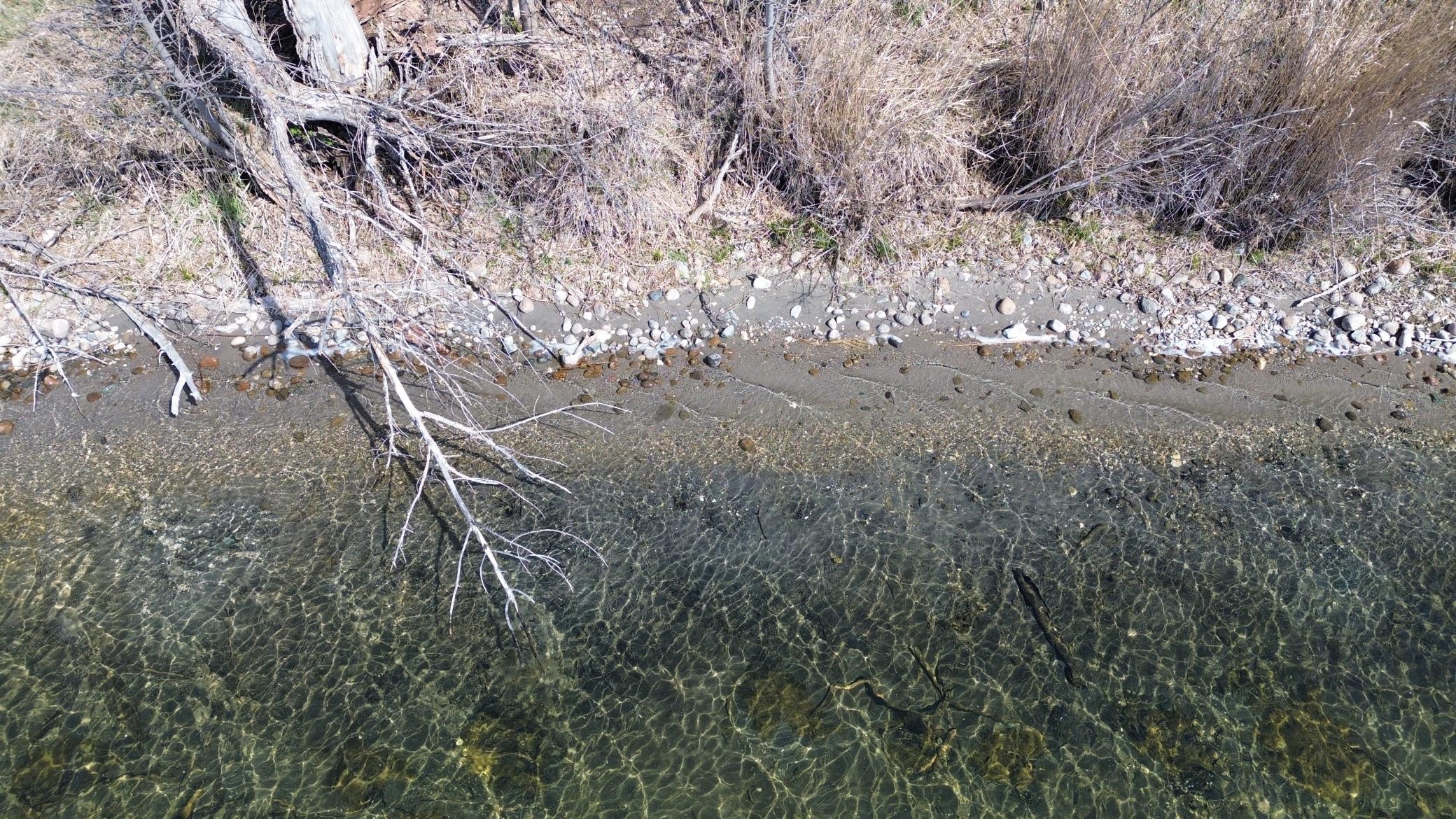 SHORELINE 2.JPG