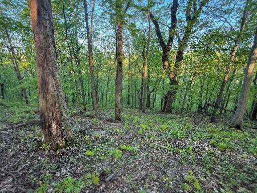 19807 Balentine Road, Caledonia, MN 55921