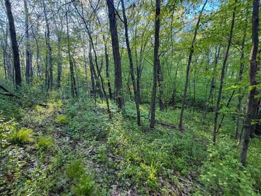 19807 Balentine Road, Caledonia, MN 55921
