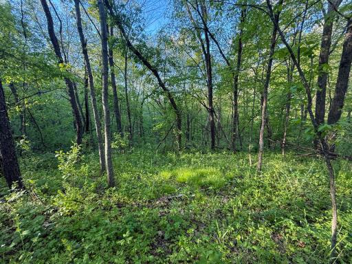 19807 Balentine Road, Caledonia, MN 55921